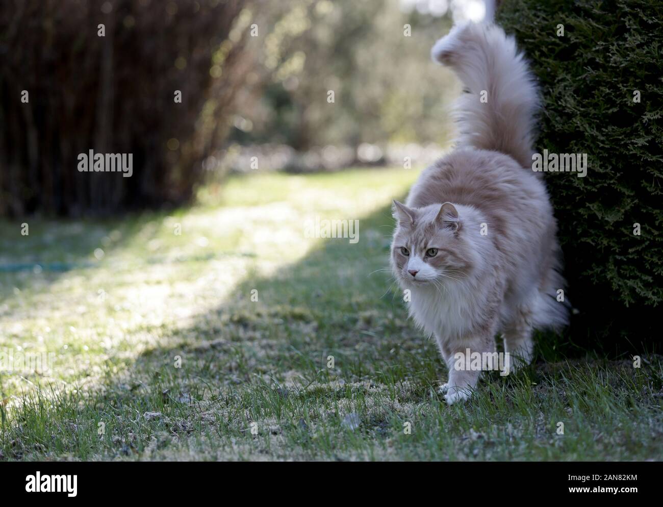 Norwegian forest cat male marking its territory in the evening light