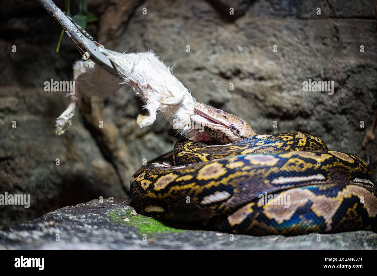 Hamburg, Germany. 16th Jan, 2020. A reticulated python eats a rabbit during  a press event in the Tropical Aquarium of Hagenbeck Zoo. During the meeting,  information was provided about the different types