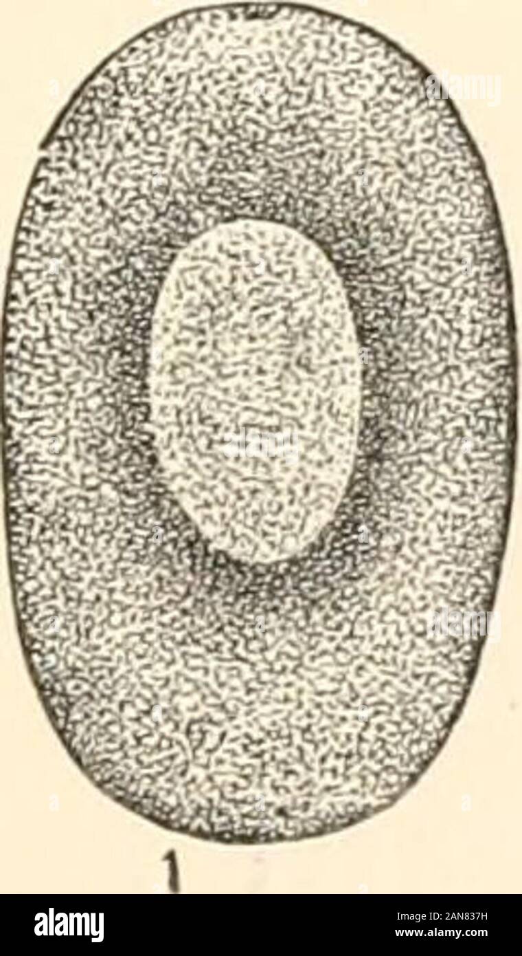 res stock photography and images Biology Diagrams