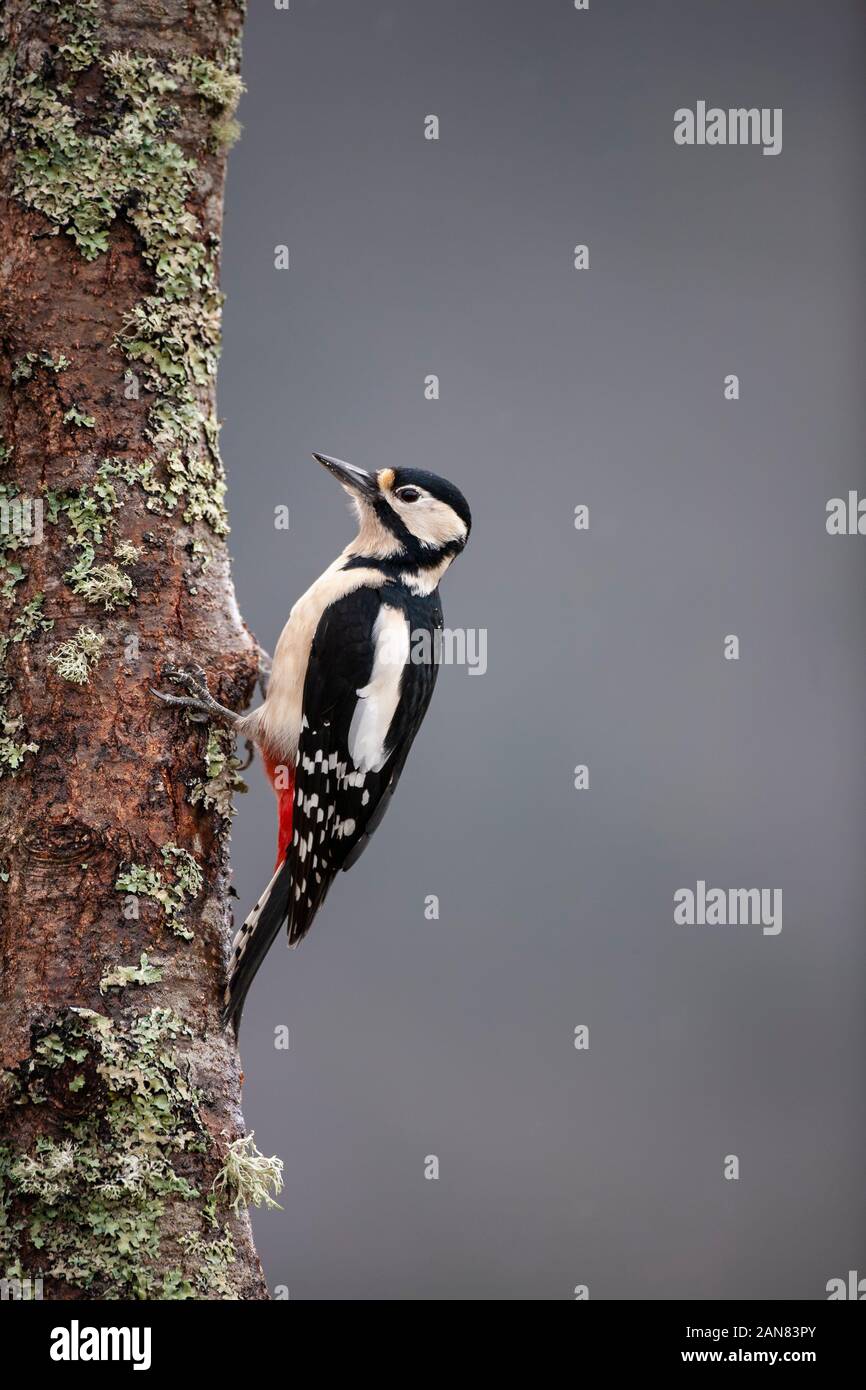 Great spotted woodpecker Dendrocopos major in profile on the side of a tree trunk covered in lichen in the Cairngorms, Scotland U.K. Stock Photo