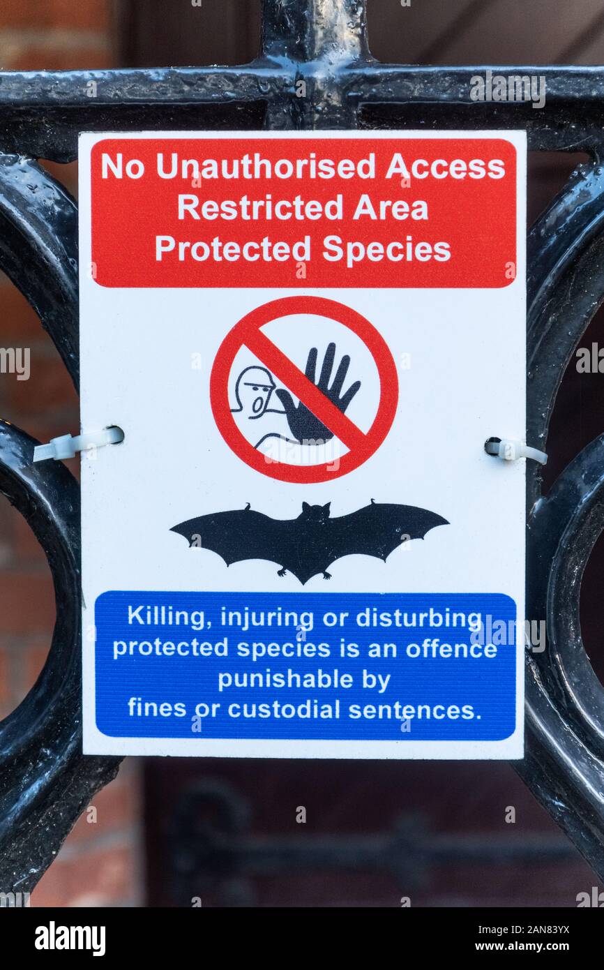 Sign restricting access to a building where bats are living. Protected species wildlife conservation measure, UK. Stock Photo