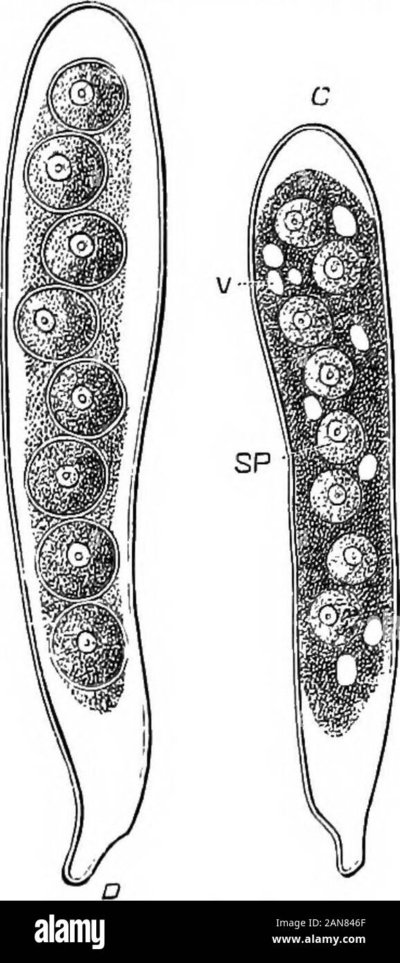 An illustrated encyclopædic medical dictionaryBeing a dictionary of the technical terms used by writers on medicine and the collateral sciences, in the Latin, English, French and German languages . MULTIPLE CELL-FORMATION. (AFTER THOMfi.)A, end of one of the fllameuts of a species of Saprolegnia: by condensation of tbe proto-j&gt;lasm, the terminal portion has become Bomewbat darker tnan the rest. £, by the fornia-tion of a limiting membrane, the protoplftsm of the terminal portion has been abut off fromthe rest, forming a c. which has already given rise to numerous ca (Bwarm-BpoTes) by in-ter Stock Photo