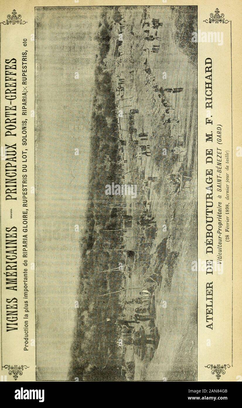 Revue de viticulture : organe de l'agriculture des régions viticoles . rlandieri ?— Riparia et Berlandieri— Rupestris. Pour terrains à la fois argileux et moyennement calcaires : Hybride 106 (Riparia X Oordifolia-Rupestris), Rupestris —Oinerea-de Grasset ; Rupestris-JEstivalis. FRANCO-AMÉRICAINS Pour terrains calcaires, quelque grande que soit la proportionde calcaire: Oabernet x Rupestris, 33 ; Alicante-Bousohet x Riparia, 141 ; Aramon x Riparia, 143.Pour terrains argilo-calcaires oiî largile domine: Alicante-Bouscliet x Oordifolia, n° 142 Pour terrains crayeux et marneux les plus chlorosant Stock Photo