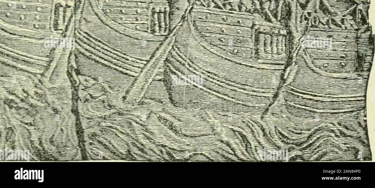 Sarcinae High Resolution Stock Photography And Images Alamy
