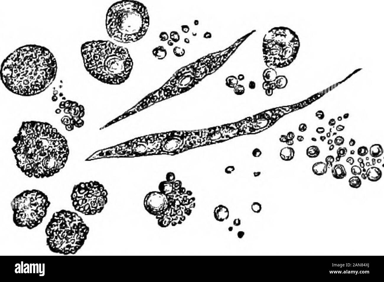 An illustrated encyclopædic medical dictionaryBeing a dictionary of the technical terms used by writers on medicine and the collateral sciences, in the Latin, English, French and German languages . nerve. Both the roof-cs and the floor-cs are hair-cs.[F.] 2. A c. forming a hair. [B.]—Hares c. The element of aHares battery (q. v.). [B.] —Head-c. Syn.: capitulum. Arounded c. found m the antheridium of the Choracece, upon eachof the manubria. [B, 279.]—Heckle c. See Prickle-c.—Henles c.See Spermatocyte.-Hensens supporting cs. See Prop-cs ofHensen.—Repa.tic c. See Z/i-uer-c—Hills c, Hills graTity Stock Photo