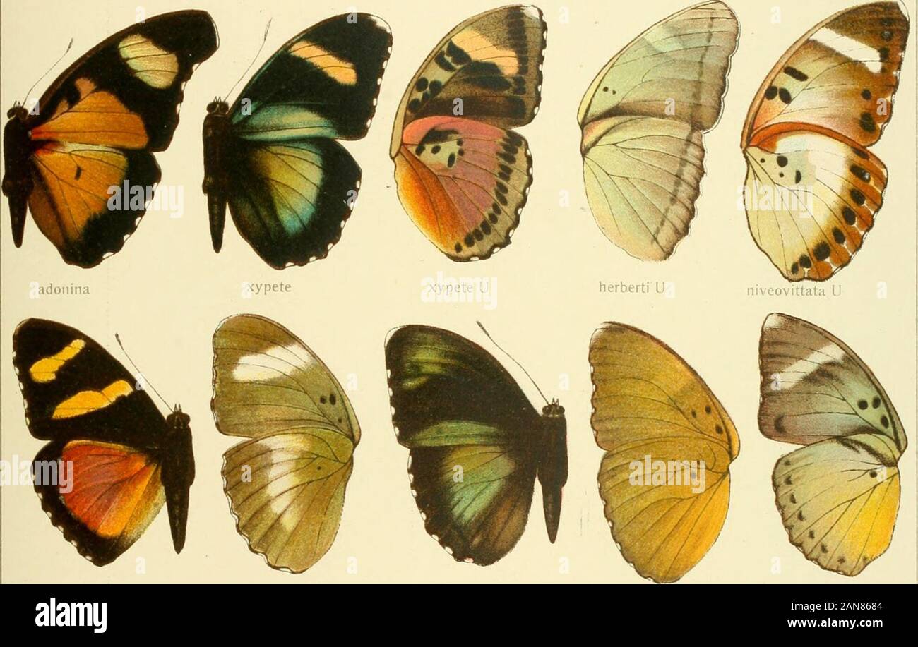 Die Gross-Schmetterlinge der Erde : eine systematische Bearbeitung der bis jetzt bekannten Gross-Schmetterlinge . vetusta U cyparissa U aurnta i •. inanuni U sarita sarita U Stock Photo
