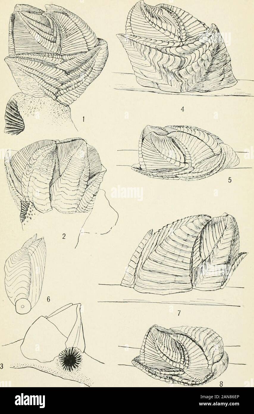Bulletin United States National Museum 1 Conchoderma Virgatum 2 C Auritum 3 4 5 Lepas Anatifera 6 L Fascicularis For Explanation Of Plate See Page 119 U S National Museum Bulletin