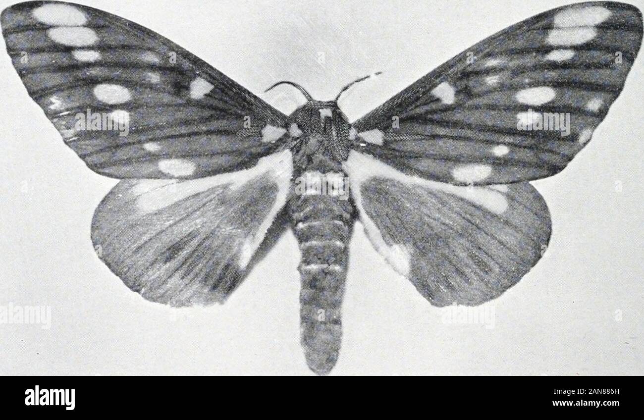 As nature shows them; moths and butterflies of the United States, east of the Rocky mountainsWith over 400 photographic illustrations in the text and many transfers of species from life . ^ They spin no cocoons, but passthe winter in the pupa state under ground. The chrysalis is spinyon the abdominal segments, doubtless to enable it to push itself upto the surface when the moth is about to break the shell.. -galis. Miile. atheroma regalis is a large and strikingly marked insect, and isnot rare in the South and West, wliere the caterpillar feeds on theleaves of the walnut, hickory, butternut an Stock Photo