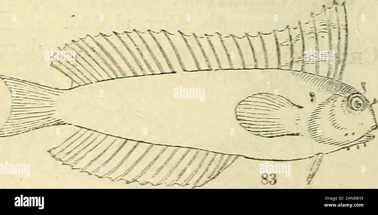 The natural history of fishes, amphibians, & reptiles, or monocardian animals . * Head obtuse, mouth small, as in Blennius; branchial orifice above the base of the pectoral; dorsal fin undivided; crests generally wanting; canine teeth very large. filamentosus. Cuv. xi. 280. punctatus. Cuv. xi. 286. Dussumeri. lb. 282. fasciolatus. Ehrenb. lb. 287. breviceps. lb. 283. anolius. lb. 288. grammistes. lb. 284. biocellatus. lb. 289.cyprinoides. lb. 286. Salartas Cuv. Numerous setaceous teeth, very fine,delicate, and flexible at their roots; with or withoutcanine teeth ; head with crests. Petroscirte Stock Photo