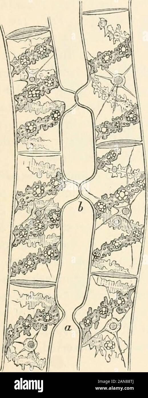 Lectures on the physiology of plants . ni of a transverse sectfructification of Ascobolus /iir/iii-acein, an AJanczevvskis figures), »t mycelium; c carpogoniulinodium ; s ascogenous hyphn; ; a asci; rp sterilthe fructification, from which the paraphyses A ate ( ycete (from ssue ofeloped. ASCOBOLUS—SPIROGVRA. 72; by means of their furlhcr growth eventually produce the spores, and, usually, alsoan investment around them. Here, however, it is to be mentioned that in theFloridea3 the ferliUsation is accomplished not by iiollinodia, as in the Ascomycetesconsidered above, but by means of very small Stock Photo