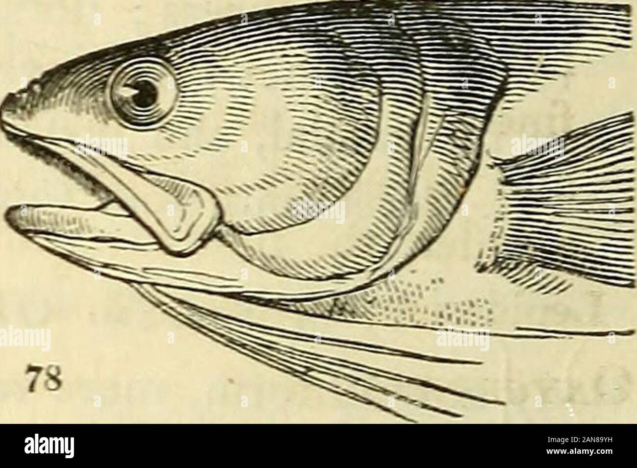 The natural history of fishes, amphibians, & reptiles, or monocardian animals . maculatus. Sw. App.. acus. Risso, L 82. pi. 4. 11. Ophidium Linn. (fig.JS.^Body anguilliform, o-paque; eyes very large;throat furnished withcirri,barbatum. Bl. 159.* ^(/^.78.) Vassalli. Risso, Nice. Lp. 97. 5. SuBFAM. STYLEPHORIN^. Eyes pedunculated. Stylephorus Shaw. Body anguilliform, very long,compressed ; eyes pedunculated, standing on a short,thick cylinder; snout lengthened ; directed upwards,retractile towards the head ; mouth without teeth ;pectoral fins small; dorsal the length of the back j;• caudal verti Stock Photo