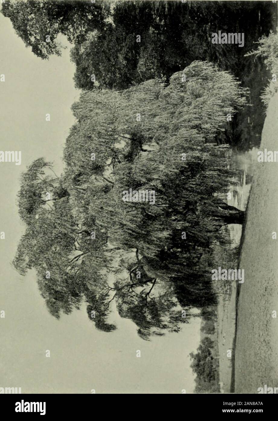 Trees and shrubs, hardy in the British isles . la. „ Mahaleb pendula. ,, Mume pendula.* ,, pendula. „ serotina pendula.Pyrus Aucuparia pendula. ,, prunifolia pendula. „ salicifolia pendula. Quercus palustris pendula. ,, pedunculata pendula.Rhus Cotinus pendula.*Salix babylonica. ,, ,, annularis. ,, Caprea pendula. * ,, elegantissima. ,, purpurea pendula. * ,, Salamoni. ,, vitellina pendula.Sambucus nigra pendula.Sophora japonica pendula.Syringa pekinensis pendula.*Tamarix juniperina.*Tilia petiolaris.Ulmus montana pendula.,, nitens pendula. Conifers. Abies pectinata pendula. Cedrus atlantica p Stock Photo