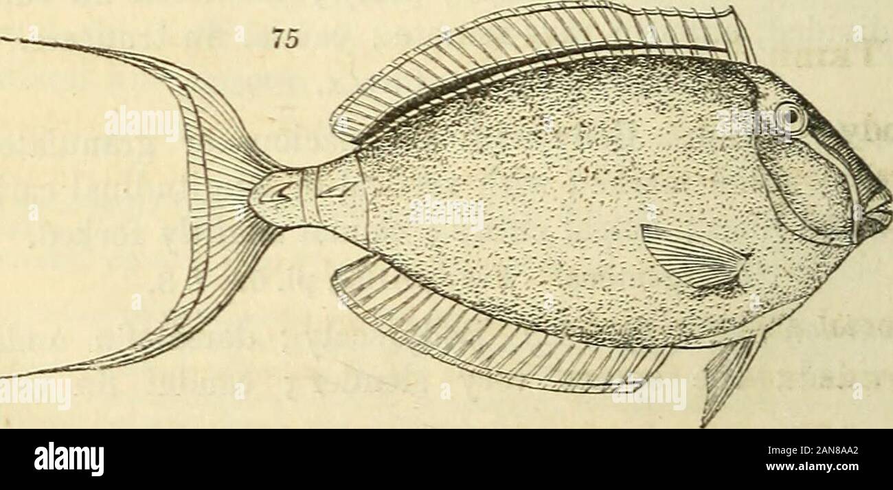 The natural history of fishes, amphibians, & reptiles, or monocardian animals . Riipp. 16. V. pi. 289.fuliffinosus. Lesson. 27. 2. rubropunctatus. Riipp. 15.1.liiieatus. Sw. Benn. pi. 2.erythromelas. Less. Atl. 27.1. Haipurus Forster. Snout contracted and produced,somewhat tubular ; body granulated and marked lon-gitudinally with carinated lines; a brush-like tuft ofhairs on the sides of the tail. H. scopas. Cuv. pi. 280. Zebrasoma * Sw. Snout rather pointed; dorsal andventral fins excessively broad and rounded j bodywithout scales ; tail truncate,velifer. Sw. Riipp. Atlas, pi. 15. fig. 2. Bl. Stock Photo