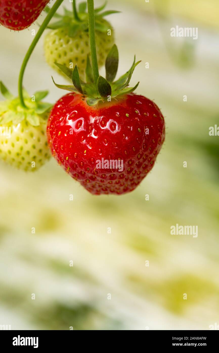 Fresh tasty ready for harvest ripe red and unripe green strawberries ...