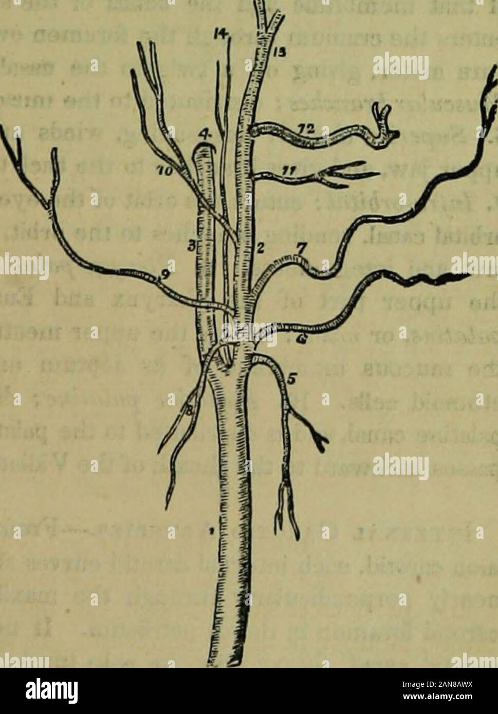Divides Into Two Branches Stock Photos Divides Into Two Branches