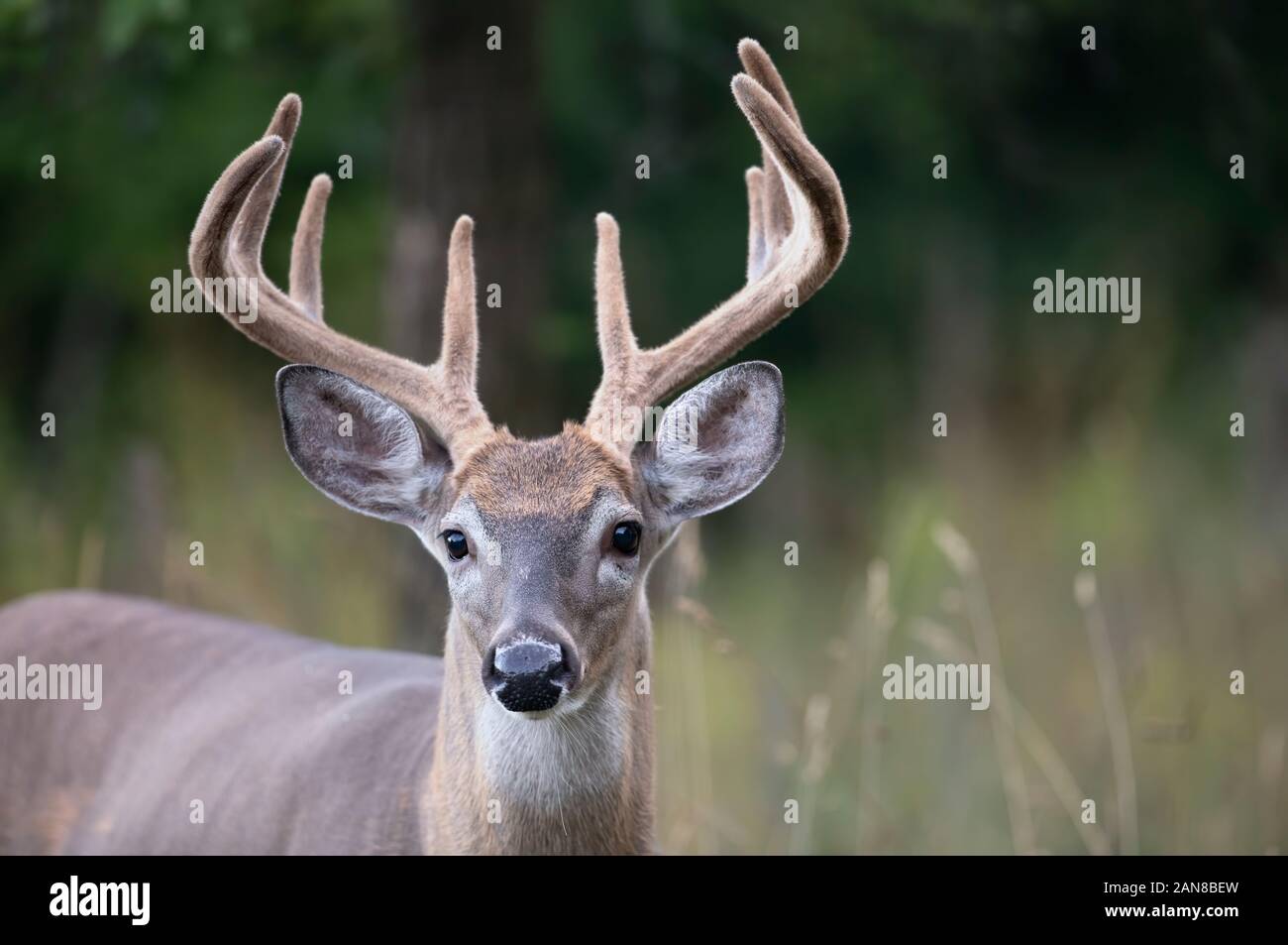 White-tailed deer buck (Odocoileus virginianus) with velvet antlers in the early morning light in summer in Canada Stock Photo