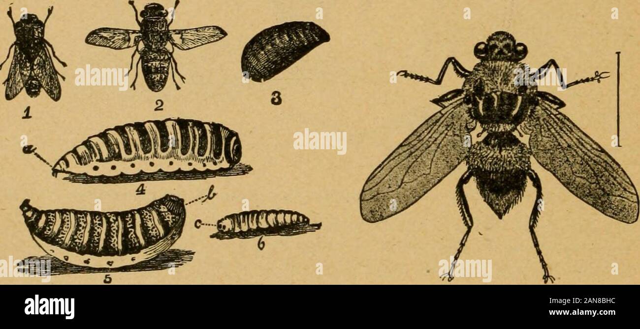 A preliminary introduction to the study of entomologyTogether with a chapter on remedies, or methods that can be used in fighting injurious insects; insect enemies of the apple tree and its fruit, and the insect enemies of small grains . Fig. 209.—aS7s«rus ovis: Sheep Bot.—[After Riley.] Fia. 210.—Hypoderma llneatva.-[After Packard.] Stock Photo