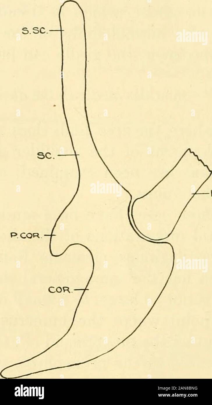 The Journal of experimental zoology . P COR P COR. Z 13 Figs. 12 and 13 ...