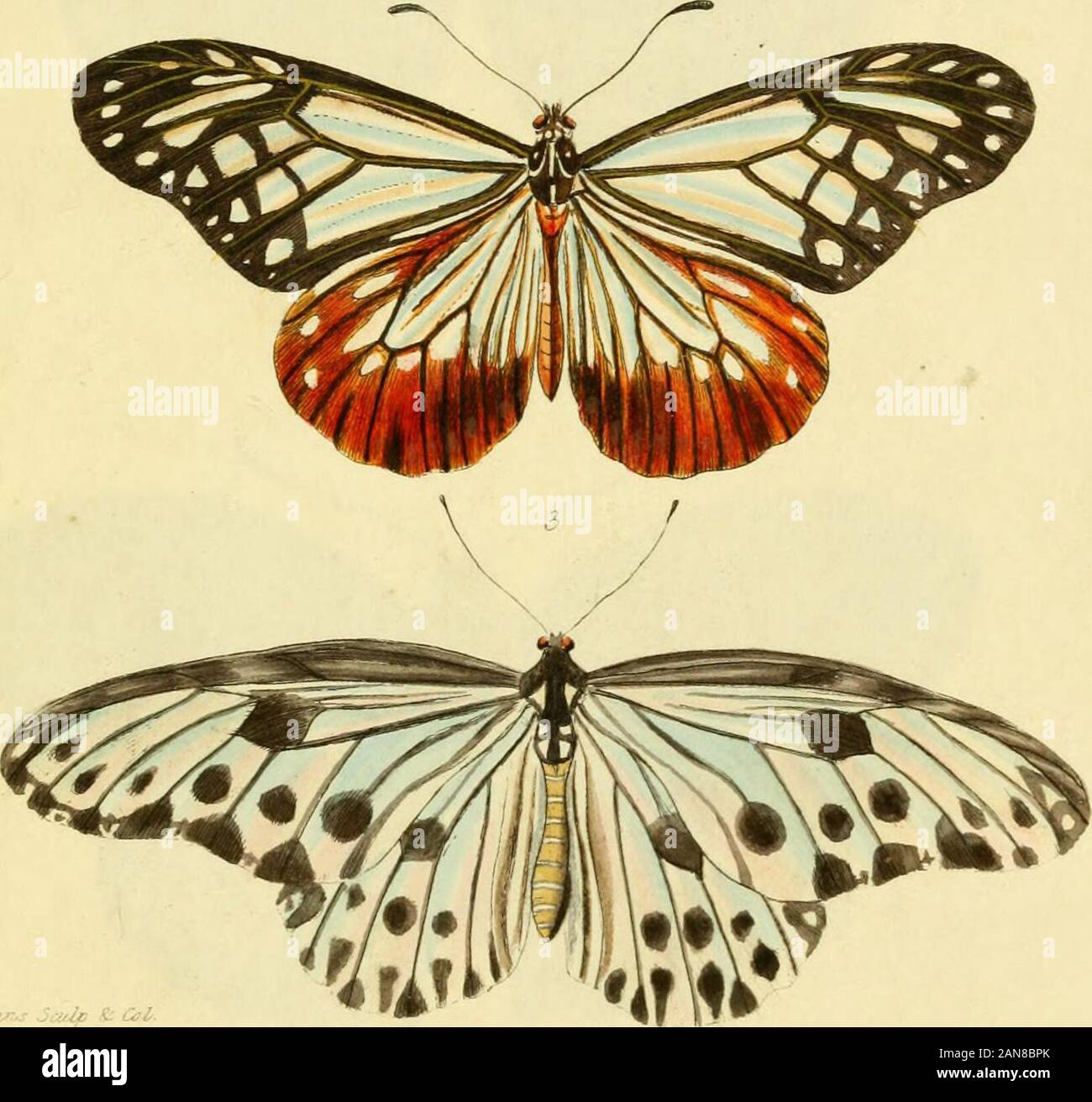 Descriptions and figures of some new lepidopterous insects, chiefly ...