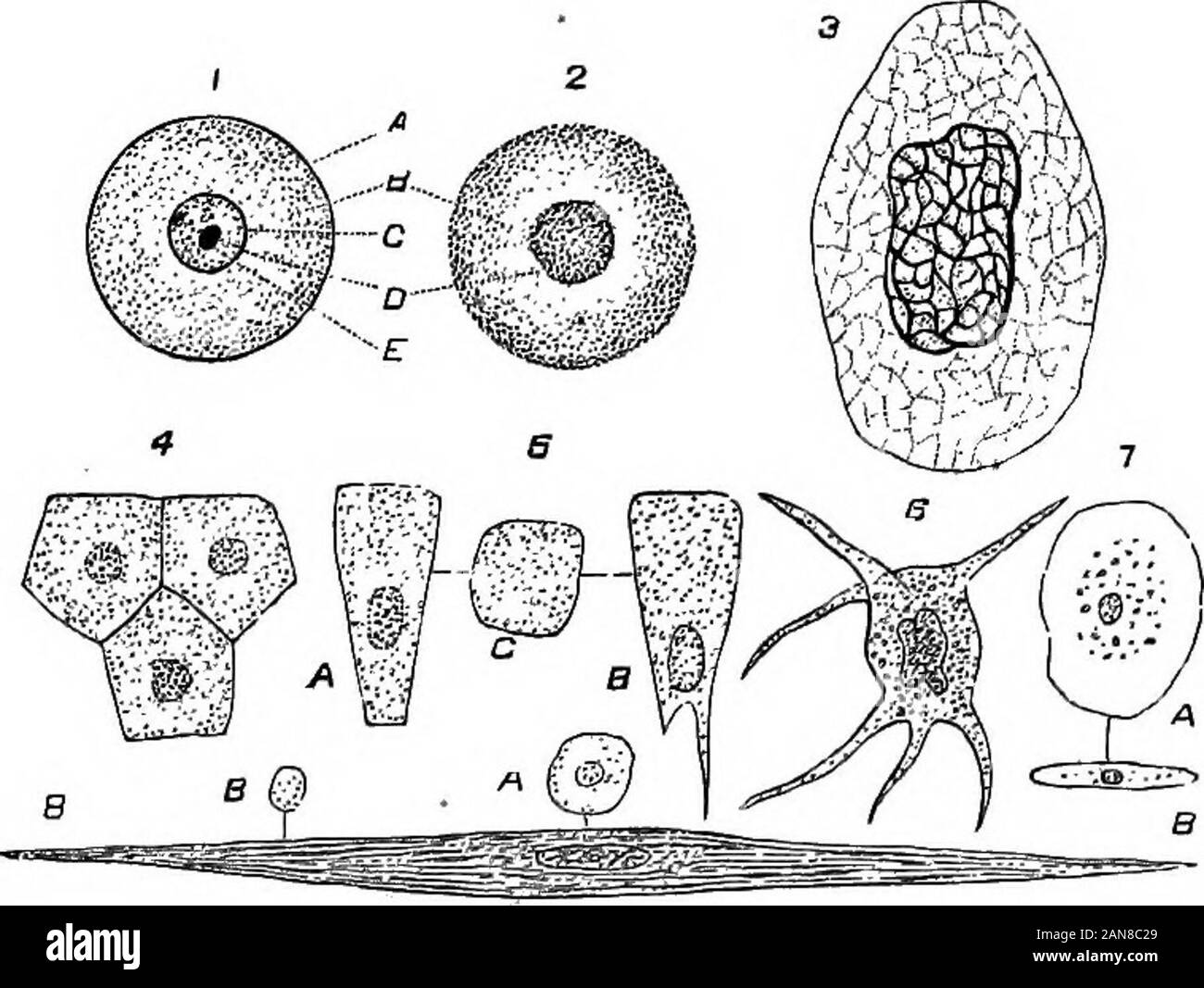 An illustrated encyclopædic medical dictionaryBeing a dictionary of the technical terms used by writers on medicine and the collateral sciences, in the Latin, English, French and German languages . l cavities in the mas-toid and other bones, the alveoli of the lungs, the cleft-like spaces orareolsB of connective tissue, and, in botany, the cavity or loculus ofthe ovary, containing the ovules. (S), a cavity opening upon a freesurface, such as the crypts in the stomach of the camel and otherruminants, the cavities in the nests of wasps and bees, the depres-sion or loculus in the anther, which co Stock Photo