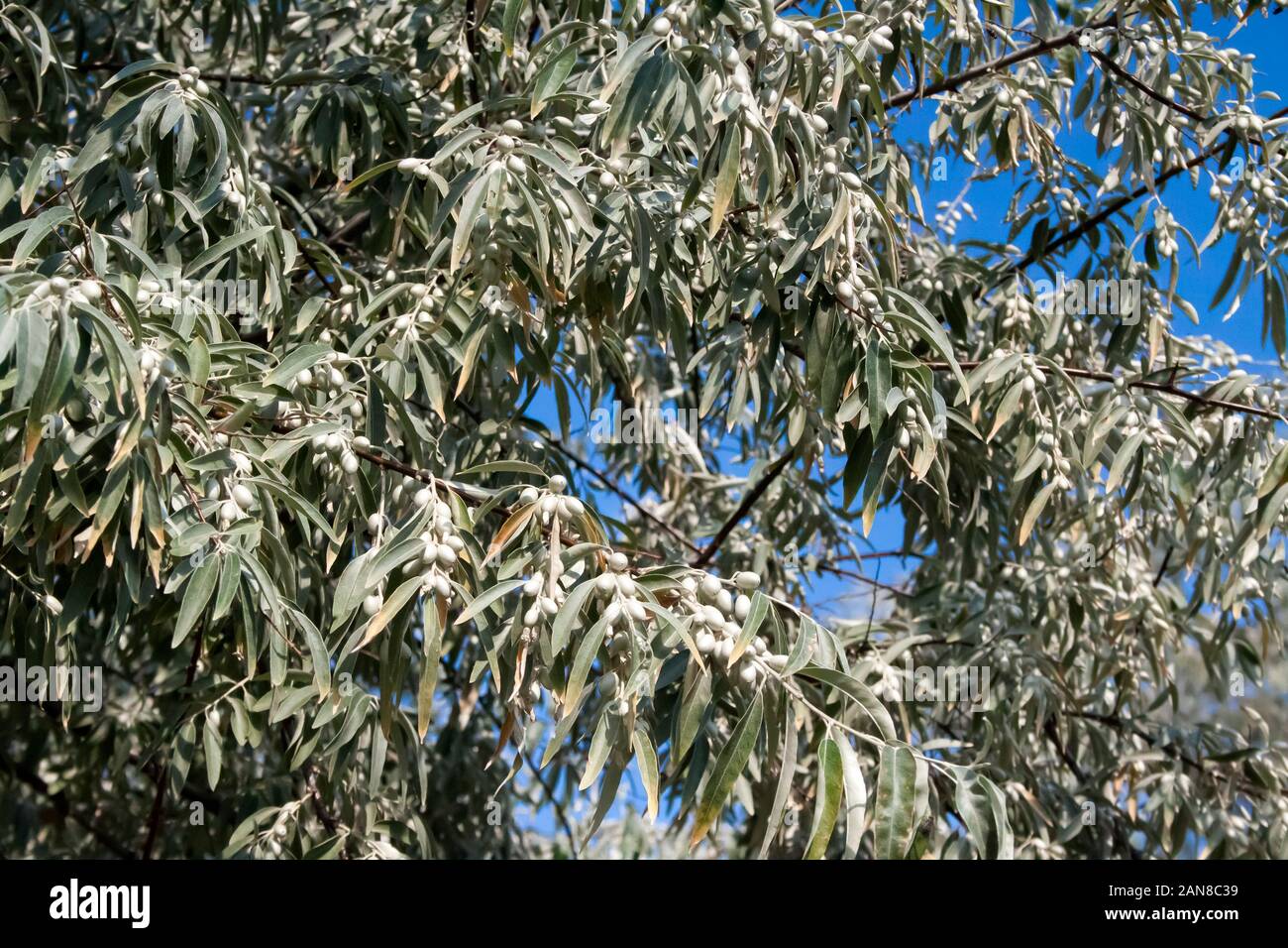 Elaeagnus angustifolia (commonly called Russian olive, silver berry, oleaster, Persian olive, or wild olive) branch with green fruits against blue sky Stock Photo