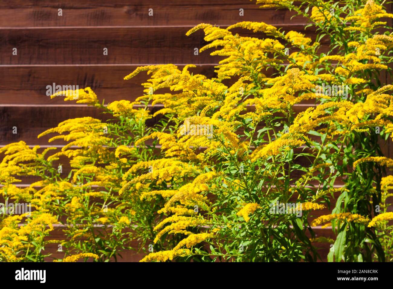 Blooming Canadian goldenrod (Solidago canadensis) on brown wooden fence background Stock Photo