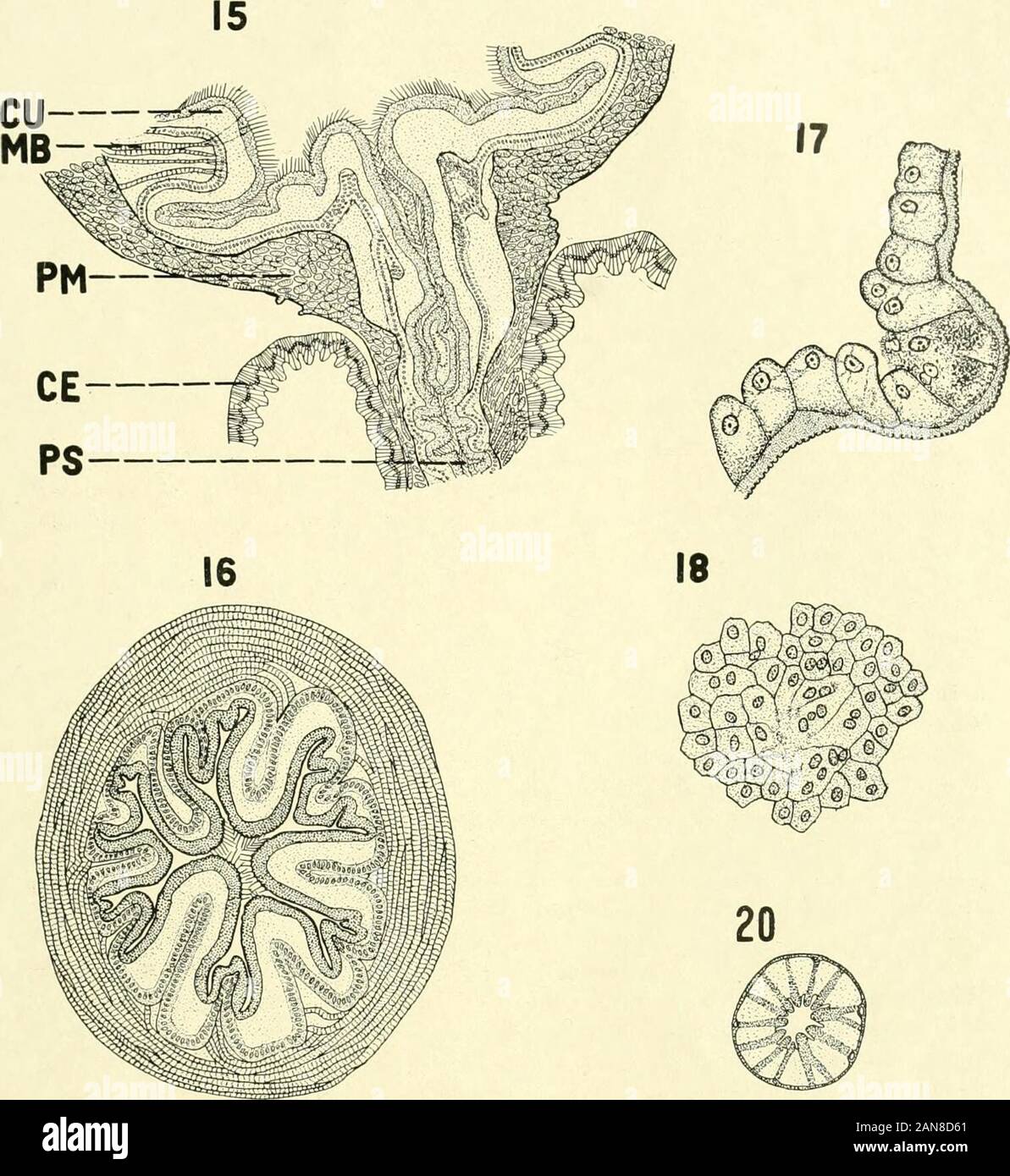 The Journal of experimental zoology . f the epithelium. Flemming. Acid fuchsin.325 diam. IS Surface view of epithelium of the crop, showing unusual conditions.Several binucleate cells are present, and also a region of cytoplasm where cellwalls are lacking. Perenyi. Ehrlichs haematoxylin. 200 diam. 19 Transverse section of stomach two days after ingestion of fat. Theepithelium shows frequent dark regions which indicate absorption of fat here.The lumen of the stomach contains oil drops, pieces of chitin, and other sub-stances. Hemming. Acid fuchsin. 35 diam. 20 Transverse section of a caecum, pr Stock Photo