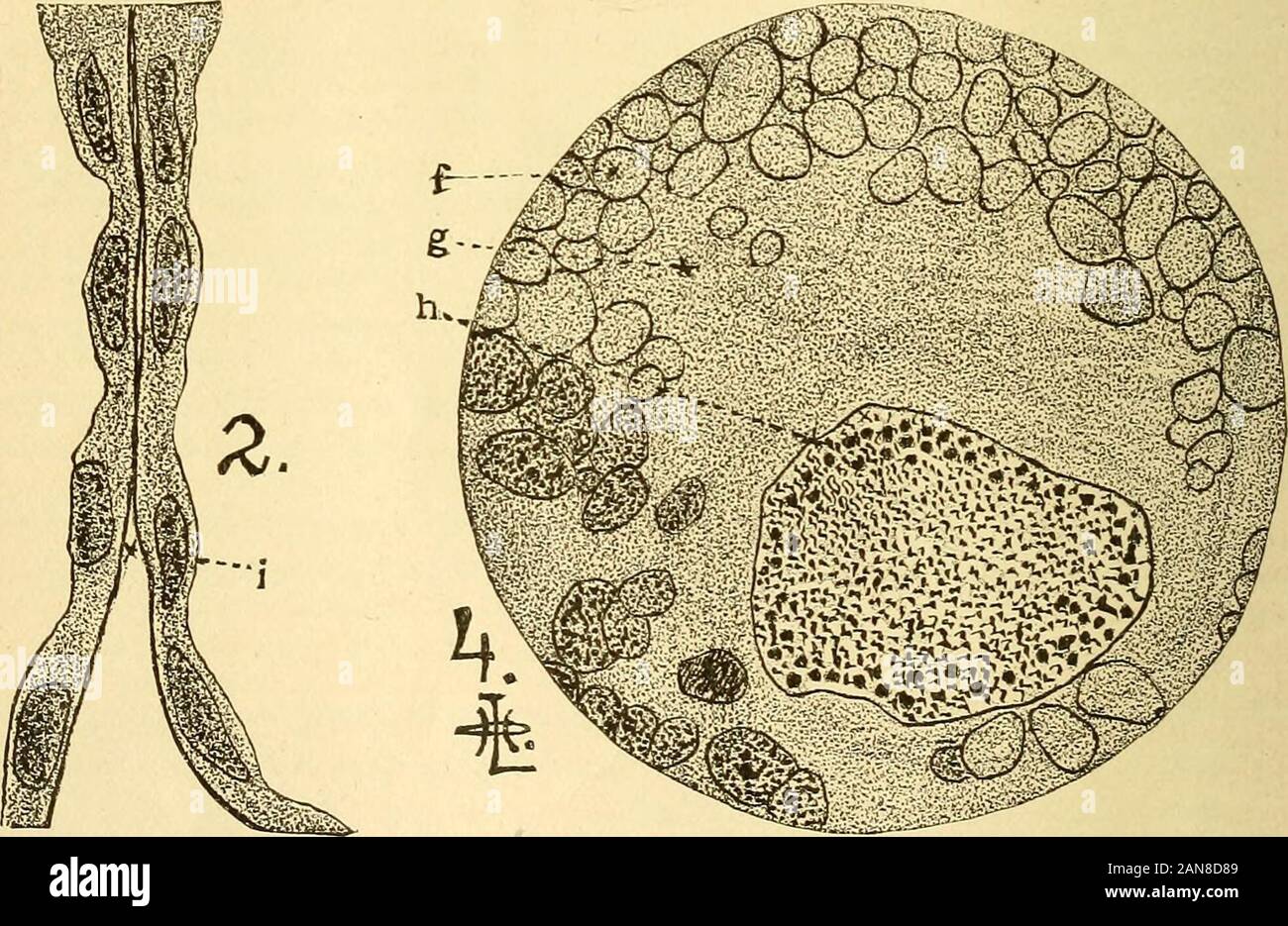 Histology ovary hi-res stock photography and images - Alamy
