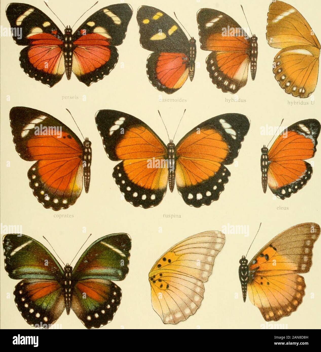 Die Gross-Schmetterlinge der Erde : eine systematische Bearbeitung der bis jetzt bekannten Gross-Schmetterlinge . Pars II. Iauna africaiia 1. XIII EUPHAEDRA 42. edwaidsi o edwaidsi o Stock Photo