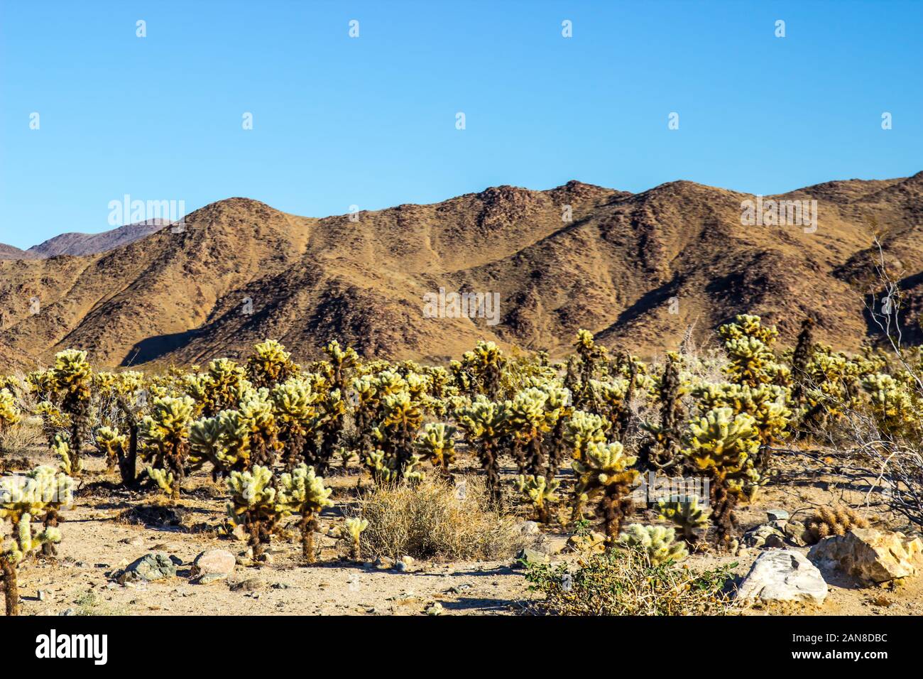 Field Of Cholla Jumping Cactus In High Desert At Sunrise Stock Photo Alamy