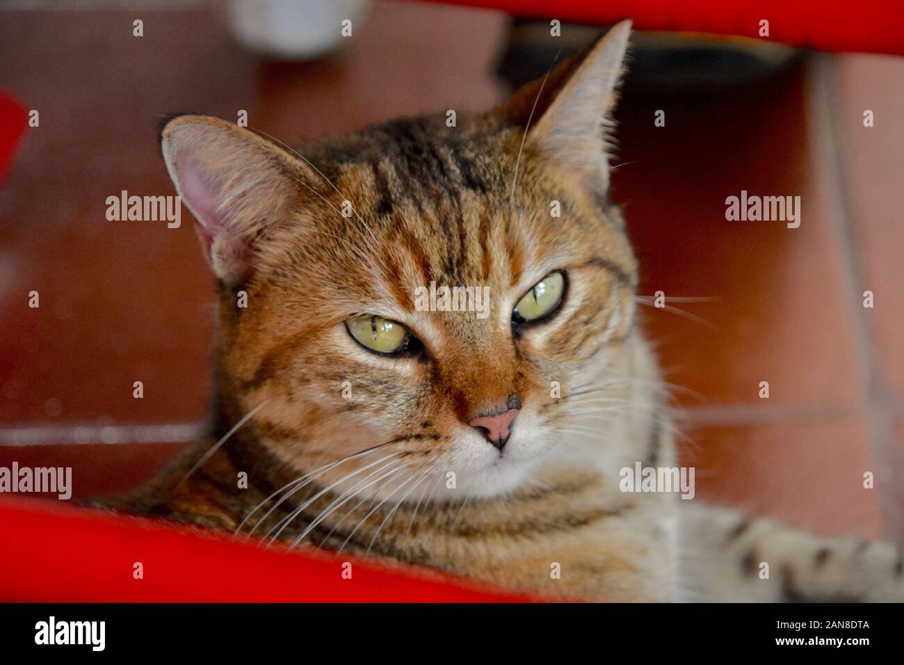 Close up of beautiful tabby cat resting under a red rocking chair.  Portrait. Stock Photo