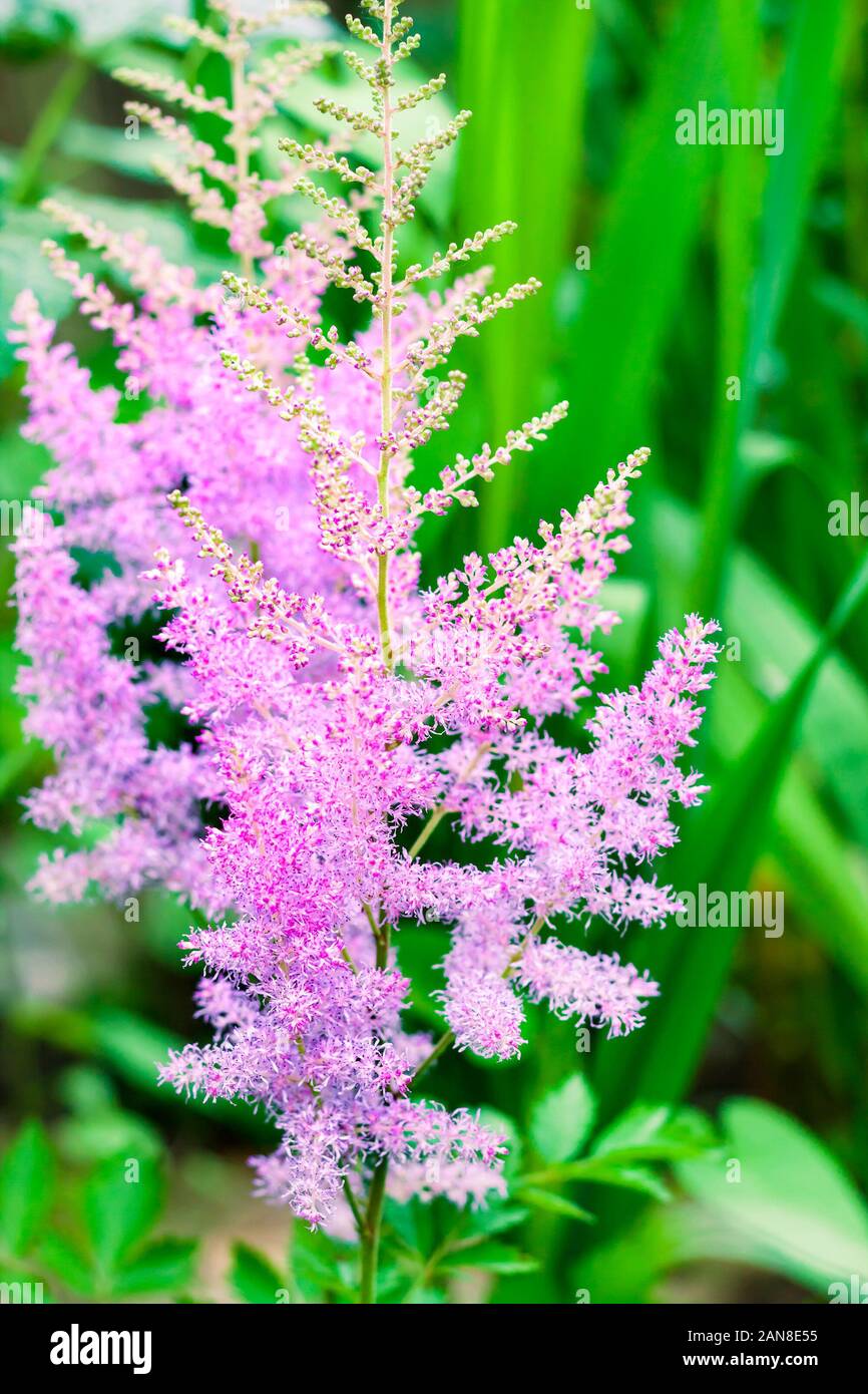 Pink Astilbe flowers closeup, perennial flowering plant Stock Photo