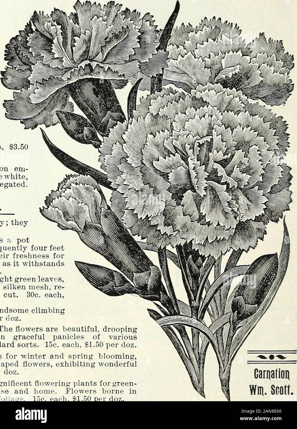 Bulbs, plants, and seeds for autumn planting : 1897 . species, useful as a potplant or for baskets; the fronds are frequently four feetlong, a rich shade of green, retaining their freshness forweeks after being cut. A fine house plant, as it withstandsdry atmosphere. 30c. each, S3.00 per doz. Plumosus Nanus. (Climbing Lace Fern.) Bright green leaves,gracefully arched, and as finely woven as silken mesh, re-taining their freshness for weeks when cut. 30c. each,$3.00 per doz. Tenuissimus. Very fine filmy foliage. A handsome climbingplant for the window. 15c. each, $1.50 per doz. SEGONIRS (in Vaf Stock Photo