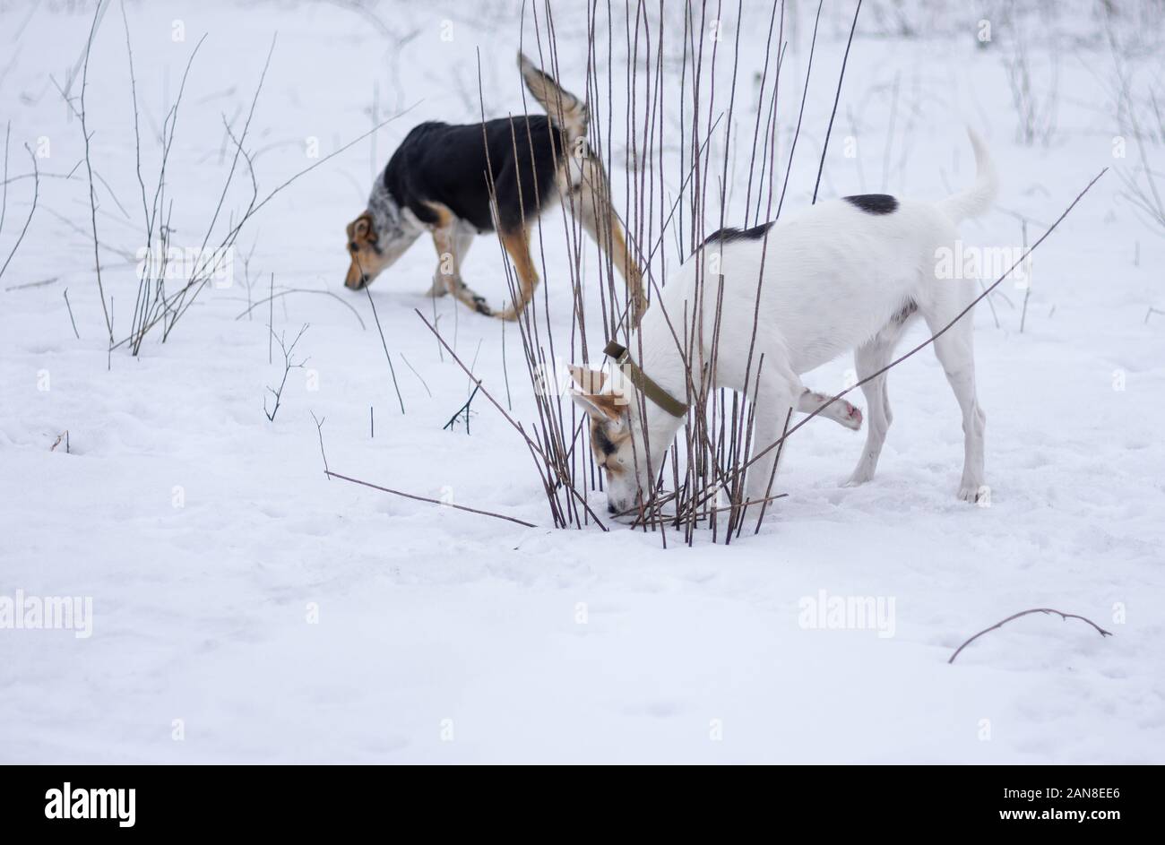 Pair of mixed breed male and female dog search mouse holes while being in hunting stage at winter season Stock Photo