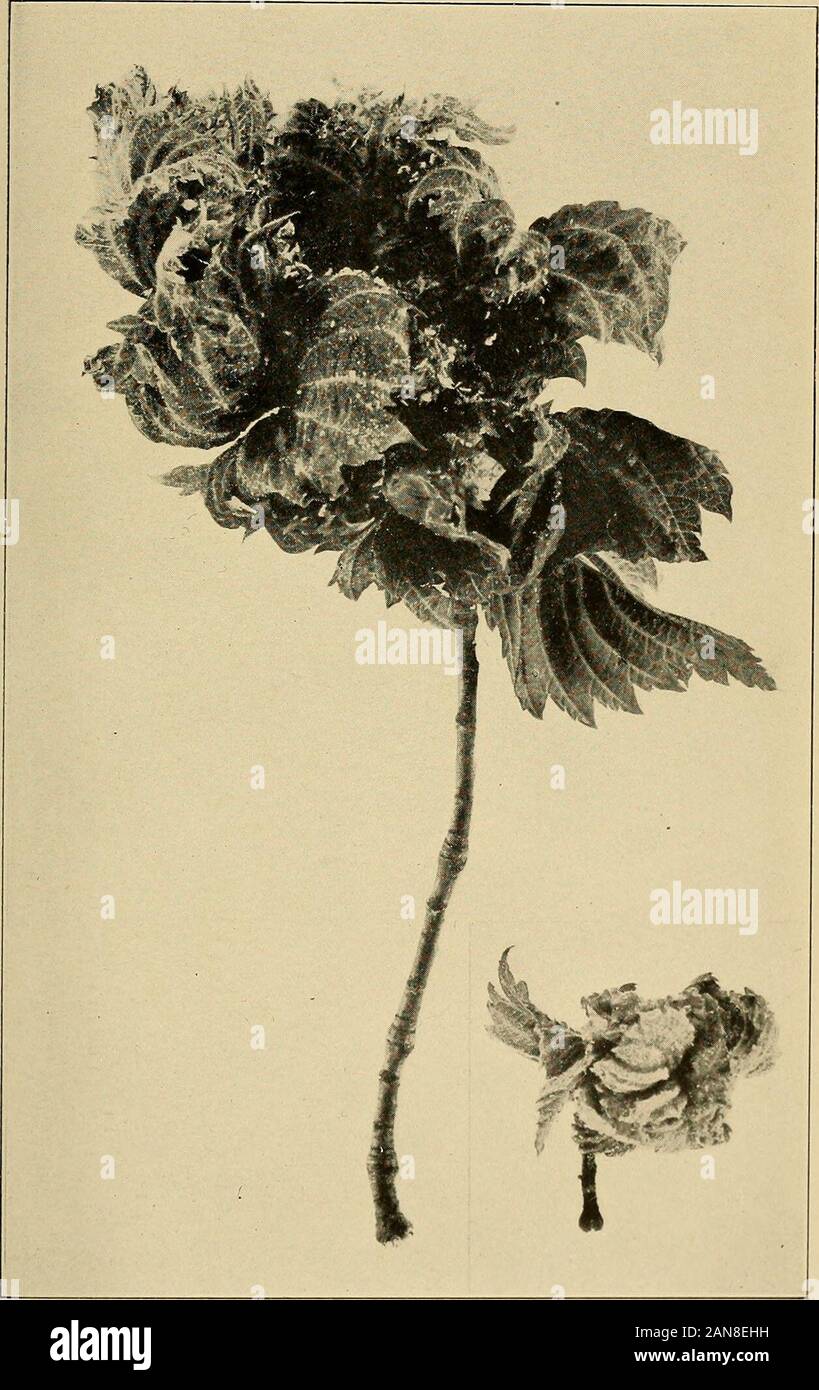 Annual report of the Maine Agricultural Experiment Station . Fig. 56. Nymphs of the Woolly Aphid, Schisoneura lanigera onwater shoot of mountain ash, Pyrns amcricaiia,—the immediate progenyof migrants from elm leaf rosette. Photographed at Orono, June 28,1912. Enlarged.. Fig. 57. Young rosette photographed June 6, [913. Small pictureat right. Fig. 58. Old rosette photographed July 17, 1013. Work ofWoolly Aphid of apple on elm leaves. See page 14. [531-12-16] fflnibn&ity of JWaine. MAINE AGRICULTURAL EXPERIMENT STATION ORONO, MAINE. CHASj D. WOODS, Director. POTATO GROWING AND POTATO DISEASES F Stock Photo
