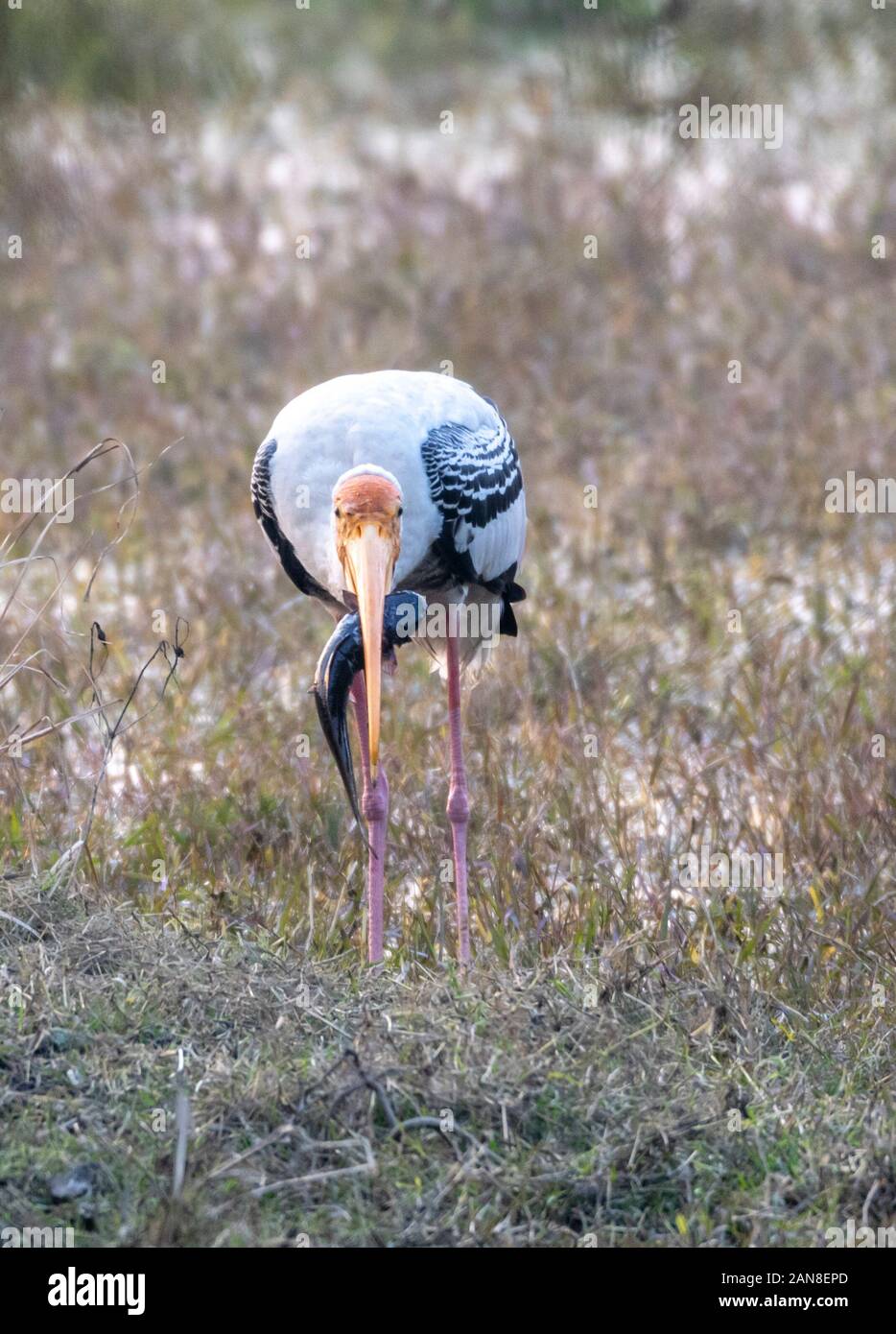 Painted Stork eating Fish at Bharatpur Bird Sanctuary, Rajasthan Stock Photo