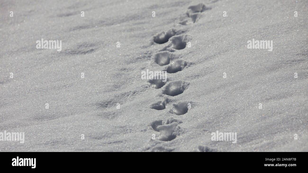 animal feet tracks in winter snow Stock Photo