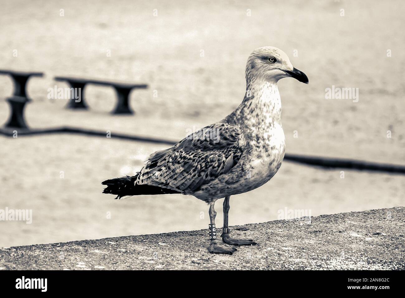 Young seagull (Larus argentatus) herring gull with a leg ring tag and number on a beach around Baltic Sea, Poland Stock Photo