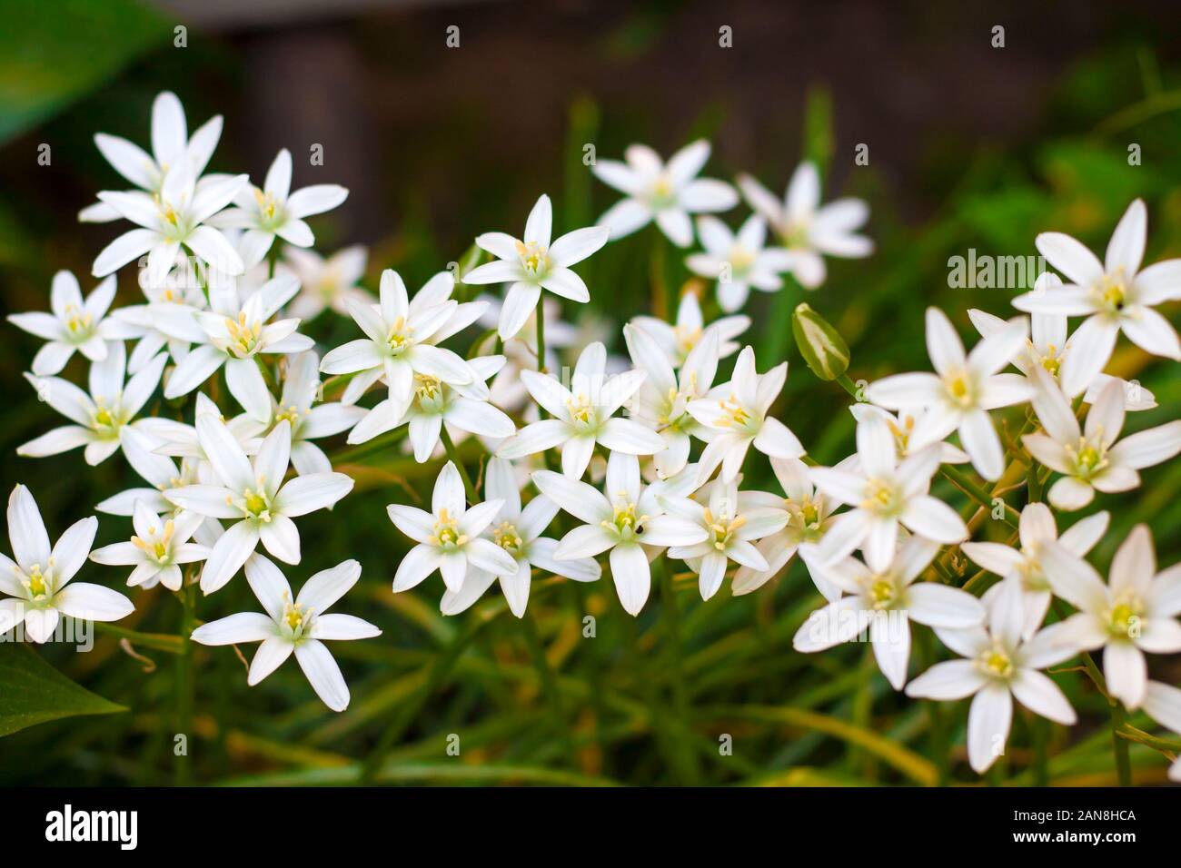 Ornithogalum flowers closeup (Star of Bethlehem) Stock Photo