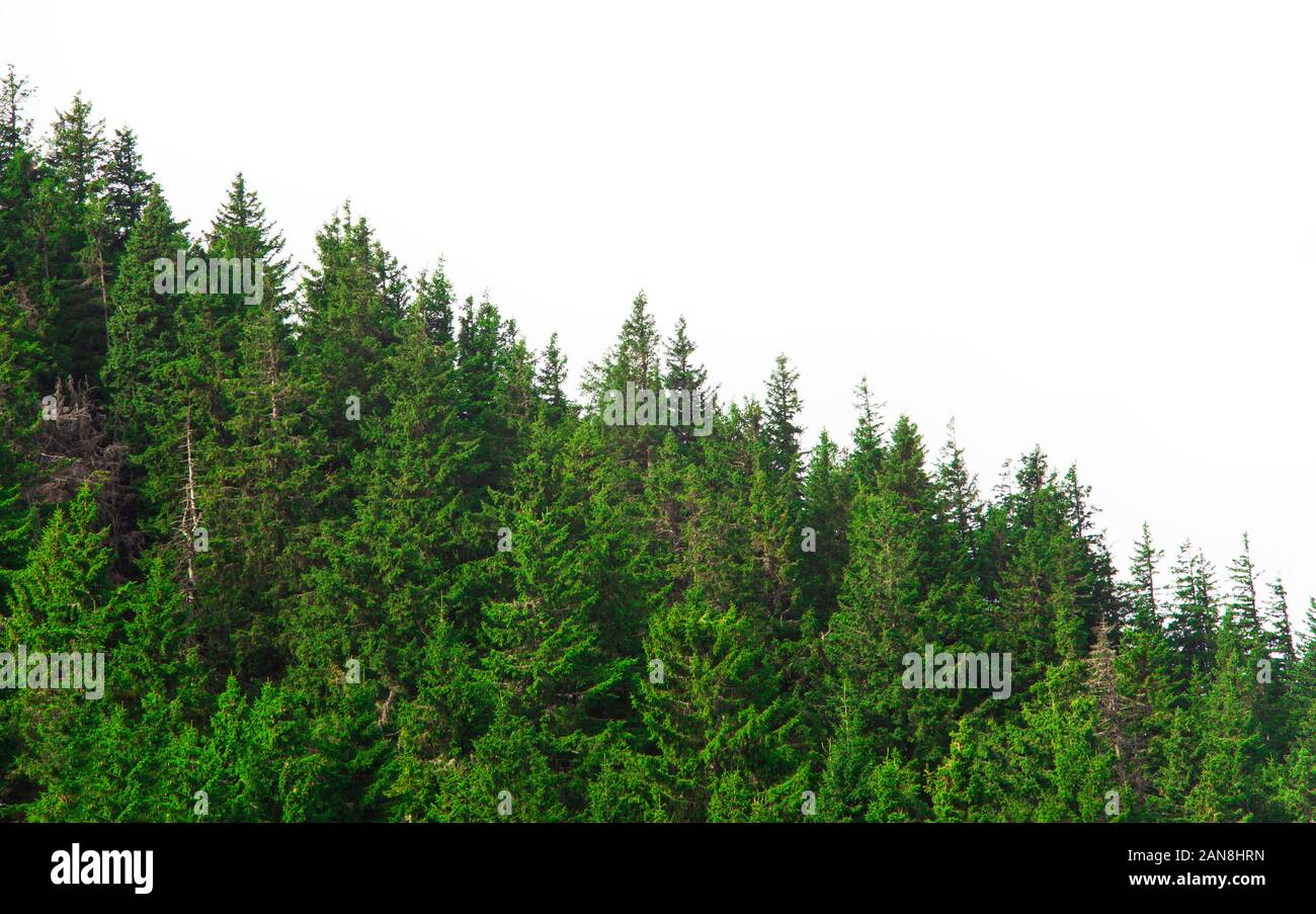 forest with pine trees isolated on white background Stock Photo - Alamy
