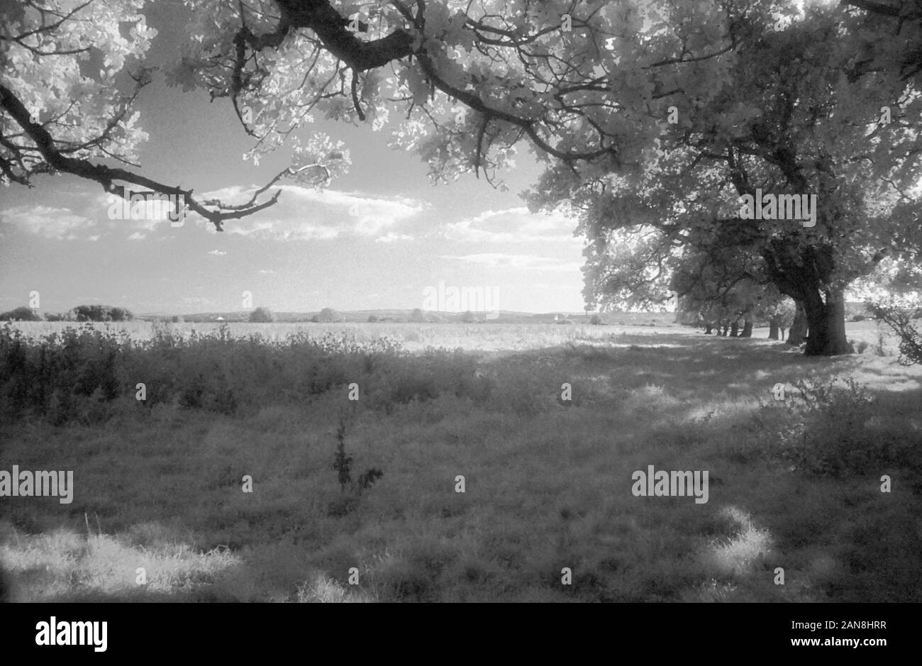 View down to the Solent from Workman's Lane, Hook-with-Warsash, Hampshire, England, UK.  Black and white infra-red filmstock, with its characteristic prominent grain structure, high-contrast and glowing bright foliage. Stock Photo