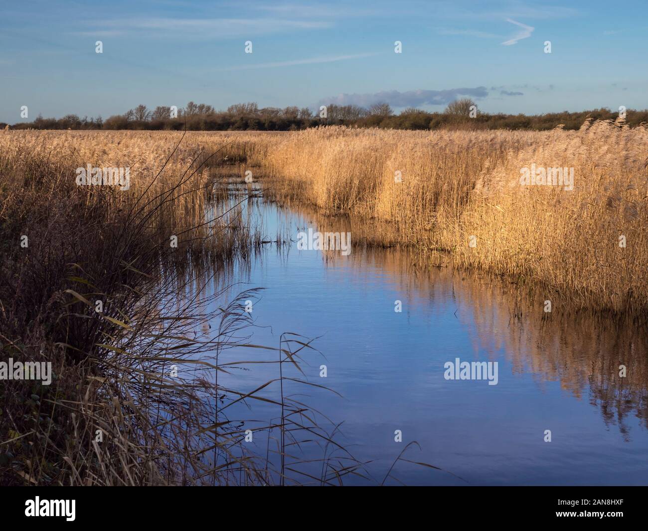 Reed bed and wetland habitat at Far Ings Nature Reserve, North Lincolnshire, England Stock Photo