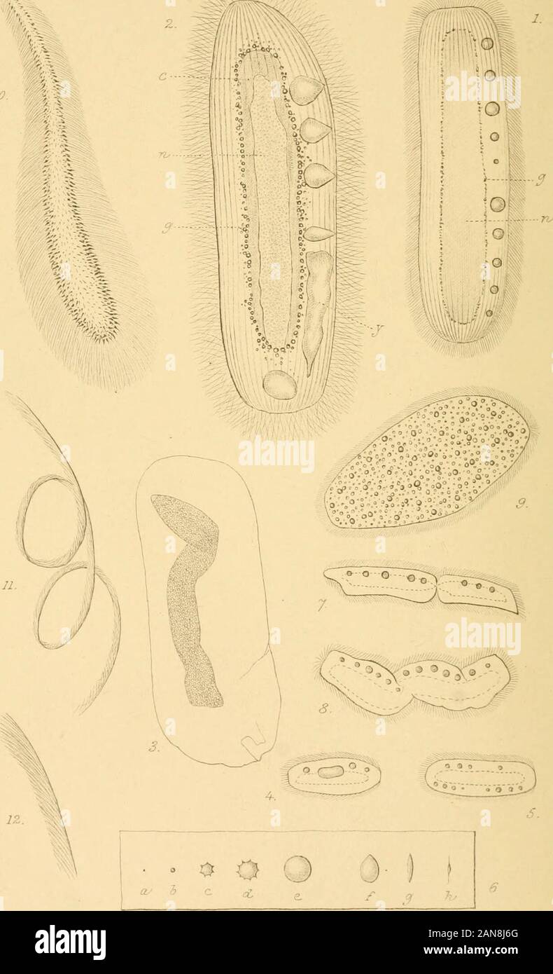 Quarterly Journal Of Microscopical Science Douail Van Beneden A3 Uat Del 01 Tidam Litlf Elmf 1 9 Ematobothrium Filarina 10 12 Distoma Teieticoue 13 14 Distoma Filicoue J C R Jm Y Yi Is Hli E Tt X Jel 7 Im Flr R E I Lt 5 Tlrf