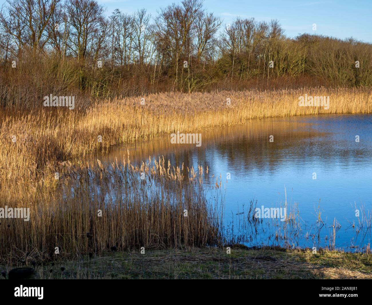 Afternoon light on a reed bed and wetland habitat at Far Ings Nature