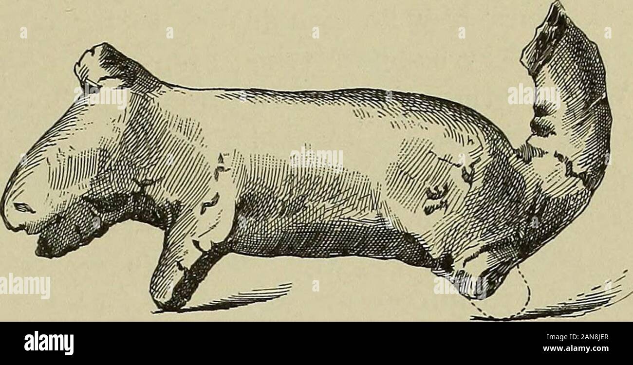 Philadelphia turkey hi-res stock photography and images - Alamy