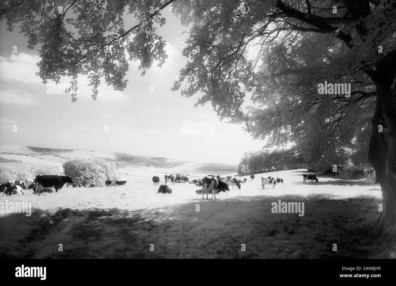 Cows near Old Winchester Hill, Hampshire, England, UK.  Black and white infra-red filmstock, with its characteristic prominent grain structure, high-contrast and glowing bright foliage. Stock Photo