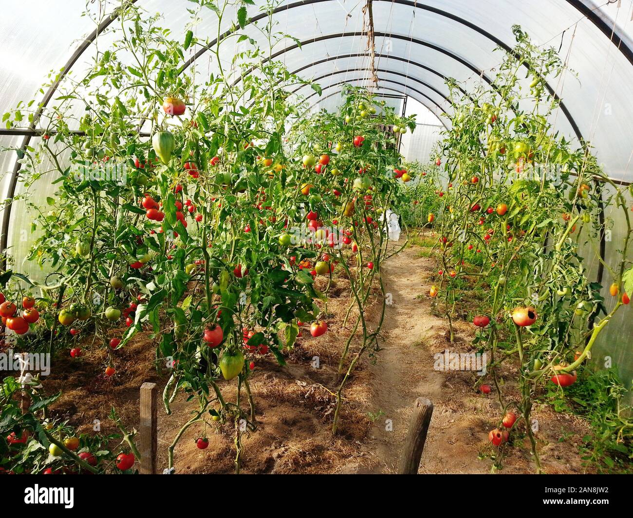 Red tomatoes ripening in greenhouse, farming harvest Stock Photo - Alamy