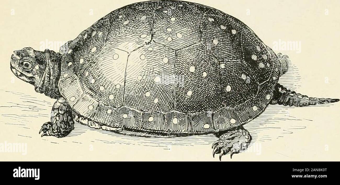The turtles, snakes, frogs and other reptiles and amphibians of New England and the north . ed.e^SjddM7 !f t ^ ^^^?^^ -^^ P^^^ I^^t- edged ; middle and side plates in one row :edge of shield, sides an.l underneath ornamented willi red and yellow lines ; smooth. 11. rZdsed Turtle. Chyys,-wys „i„r:^u!,,ta.Like Xo. lo. Init plates of shield alternating as usual, and side plates with embossed lines. Western. (9). 12. Spotted Turtle. Chelopus gutlatus. Length, four-and-a-half inches ; black, with round yellow-orange spots, irregularly scattered ; shield, very convex :no backbone ridge. (10) Stock Photo