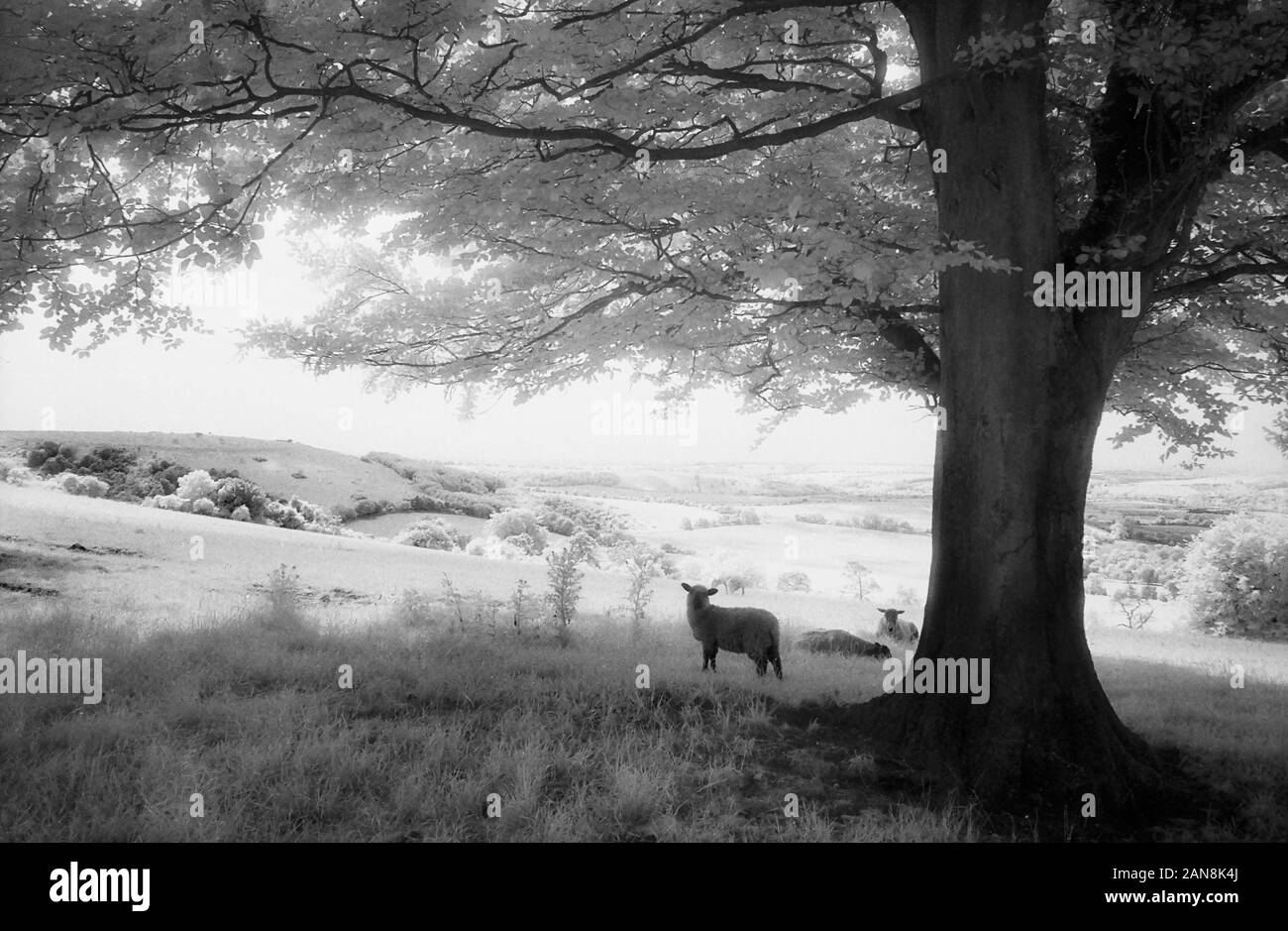 Sheep in a pasture near Old Winchester Hill, Hampshire, England, UK.  Black and white infra-red filmstock, with its characteristic prominent grain structure, high-contrast and glowing bright foliage. Stock Photo
