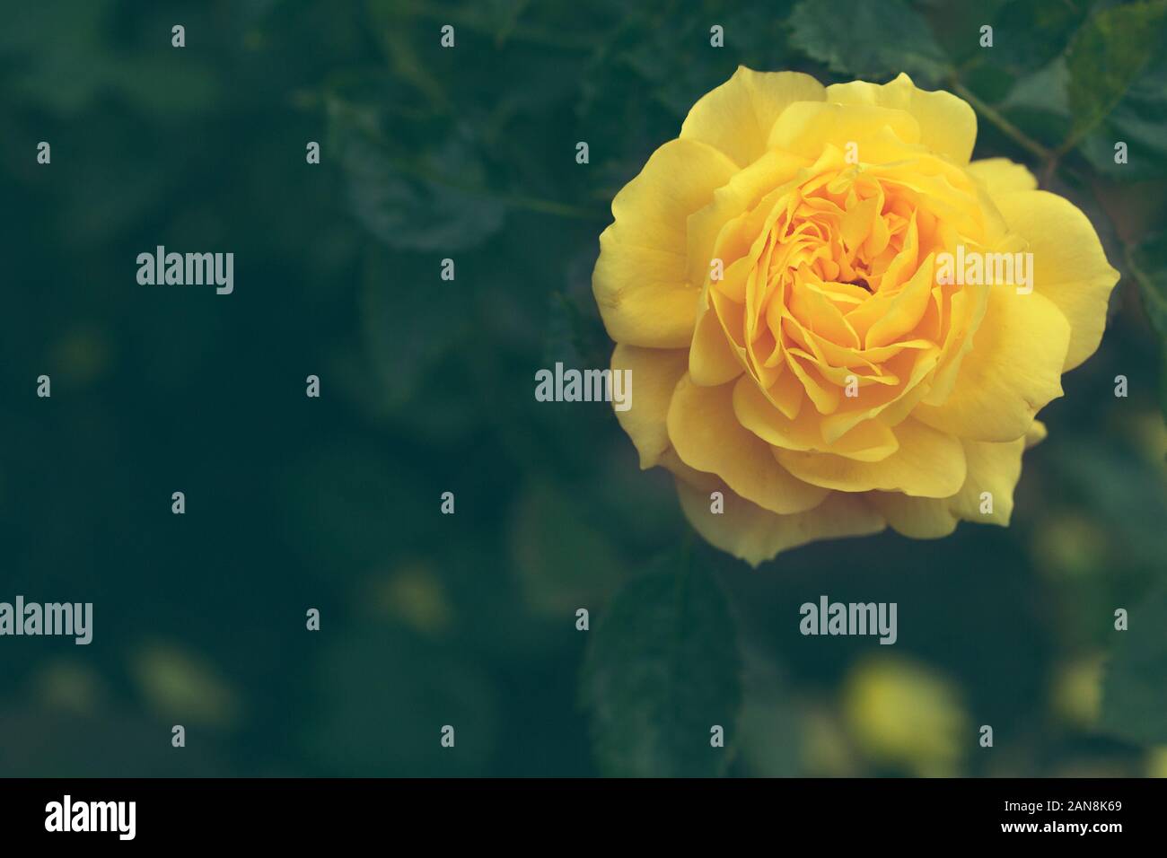 Open yellow rose hi-res stock photography and images - Alamy